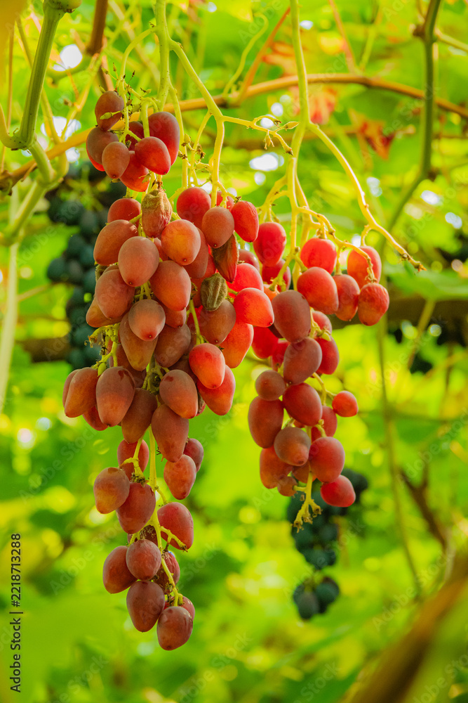 Fototapeta premium Vibrant clusters of ripe grapes glowing in sunlight among lush green leaves