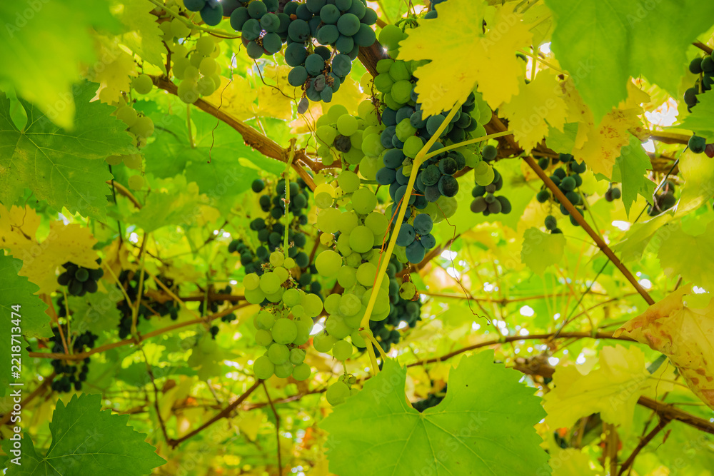Fototapeta premium Grapes ripening under the sun among vibrant green leaves in a vineyard