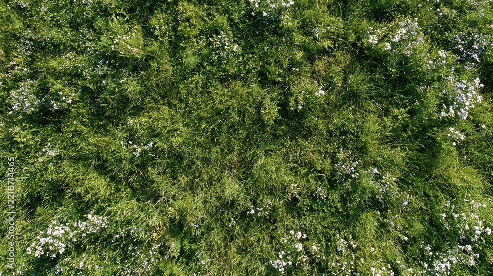 Fototapeta premium Aerial top-down view of a dense wild meadow filled with tall grass and scattered white and blue wildflowers