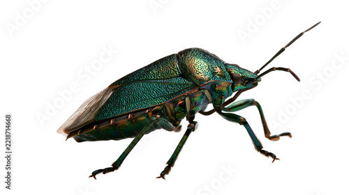 Iridescent metallic green shield bug with textured exoskeleton and long antennae