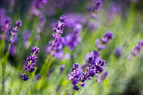 lavender flowers in the garden