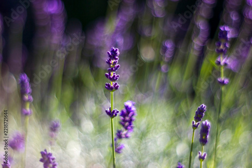 lavender flowers in the garden