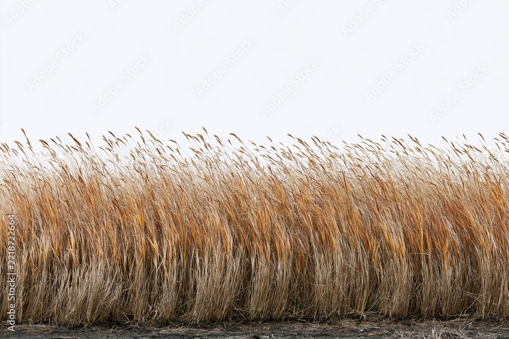 Fototapeta premium The Reeds in a Golden Field Under a Soft Sky at Dusk