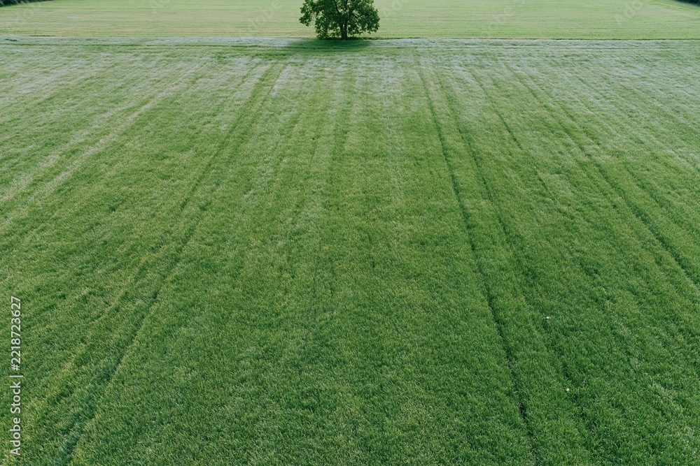 Naklejka premium The lone tree at the center of a vast green field