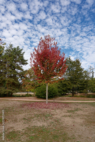 Les couleurs de l'automne, un arbre rouge sur un ciel bleu nuageux