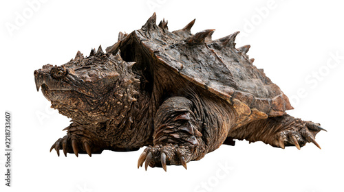 Alligator snapping turtle with spiky shell and textured skin