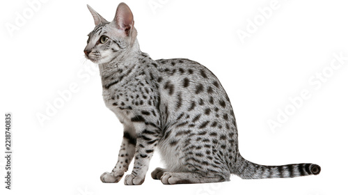 Obraz na plátně Silver spotted Egyptian Mau cat sitting and looking to the side
