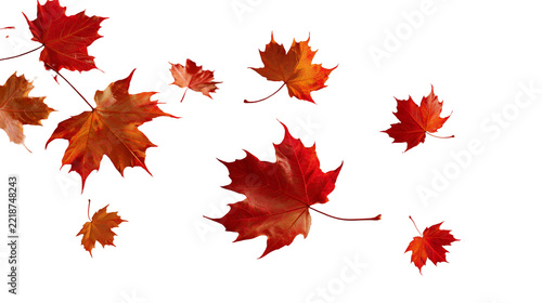 Vibrant red and orange maple leaves falling in autumn season