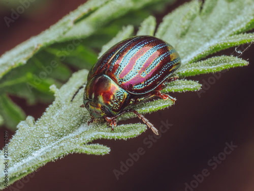 A Rosemary beetle 'Chrysolina americana' on a Salvia leaf