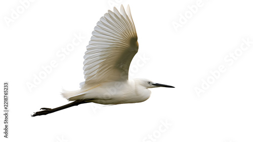 Elegant white little egret bird in flight with wings spread wide