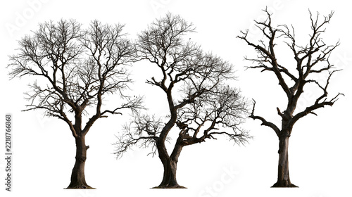 Three bare deciduous trees without leaves in winter season
