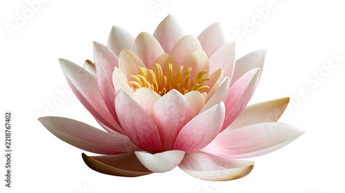 Obraz na plátně Soft pink lotus flower with yellow stamen and delicate layered petals