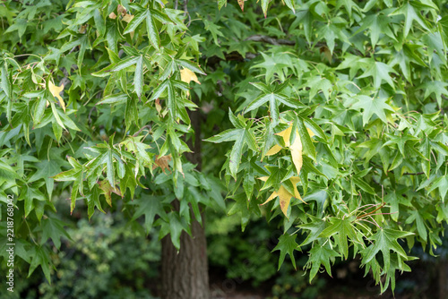 Feuillage d'un copalme d'Amérique  en automne