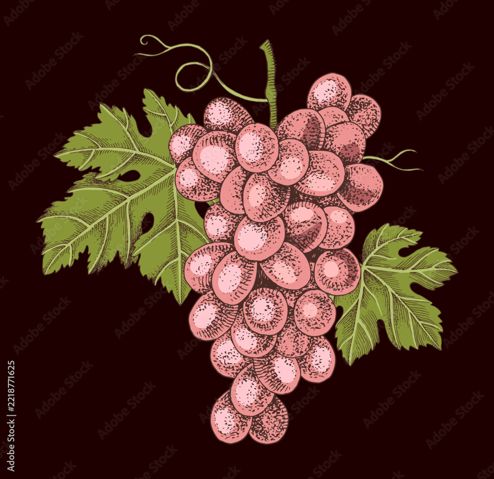 Fototapeta premium Pink grapes cluster hand sketched vector