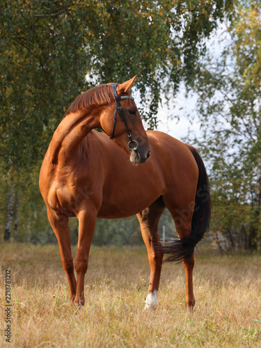 Dressage sport horse portrait on the autumn background