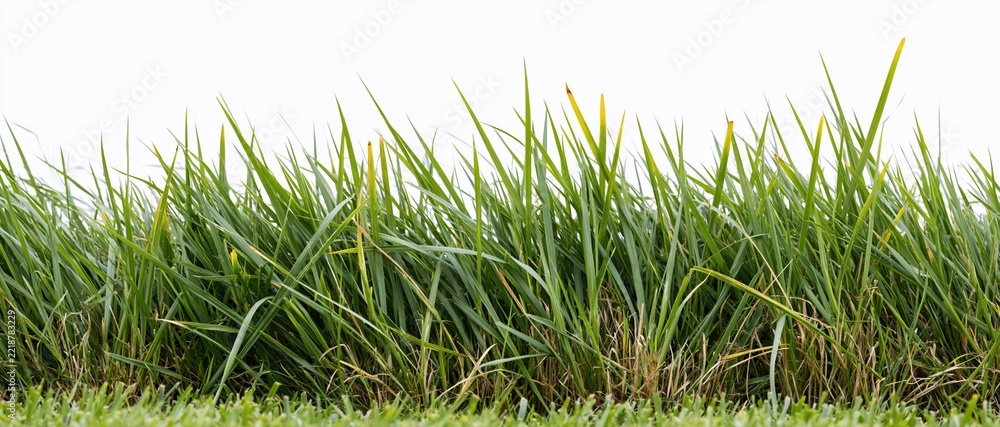 Fototapeta premium Dense tall green grass growing in a thick horizontal band against white background