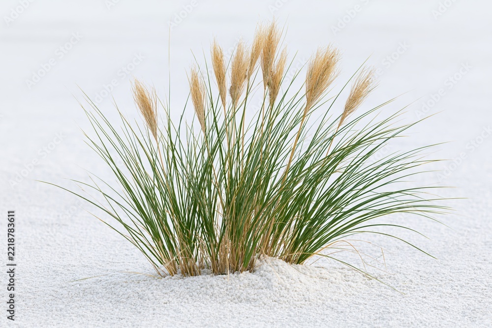 Fototapeta premium The Dune Grass Tuft Emerging From White Sand Under Bright Coastal Light