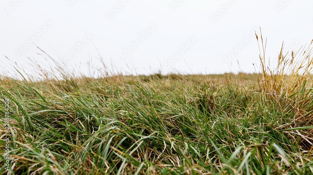 Fototapeta premium Low-angle view of grassy field under overcast sky