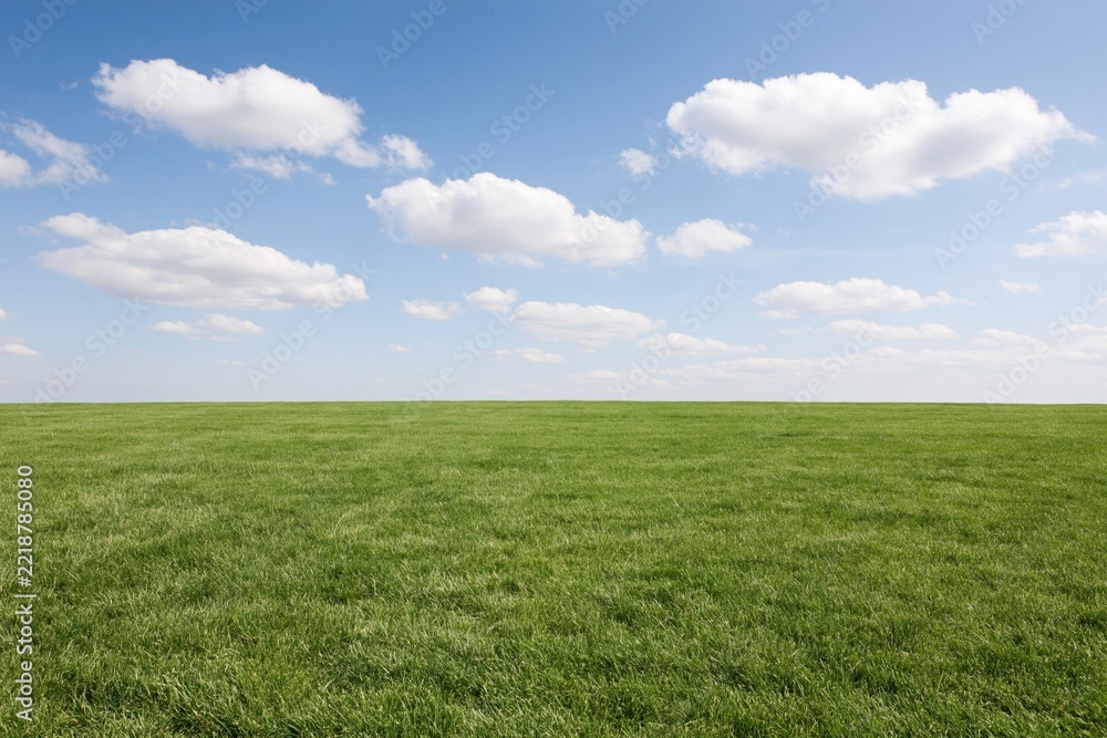 Fototapeta premium The Grass Field Under Bright Blue Sky with White Clouds