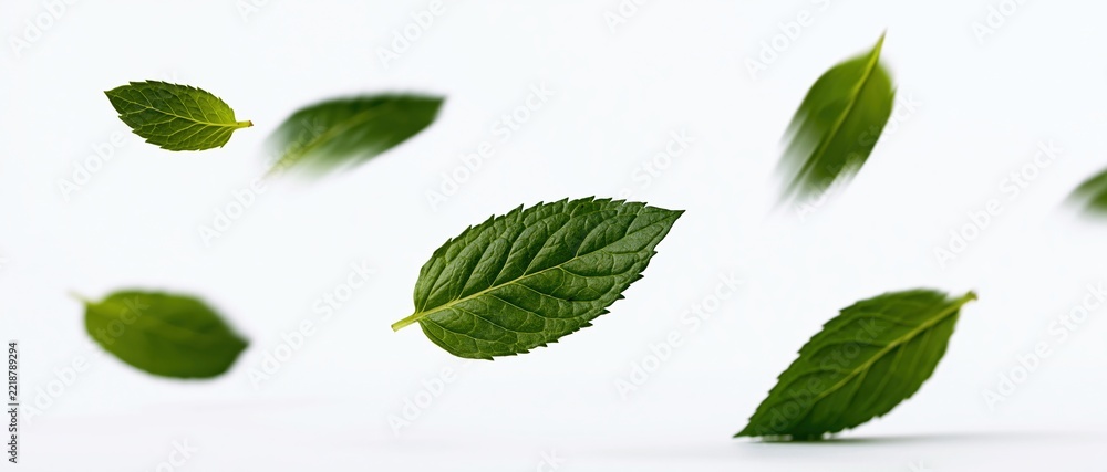 Fototapeta premium Green serrated mint leaves floating mid-air against white background