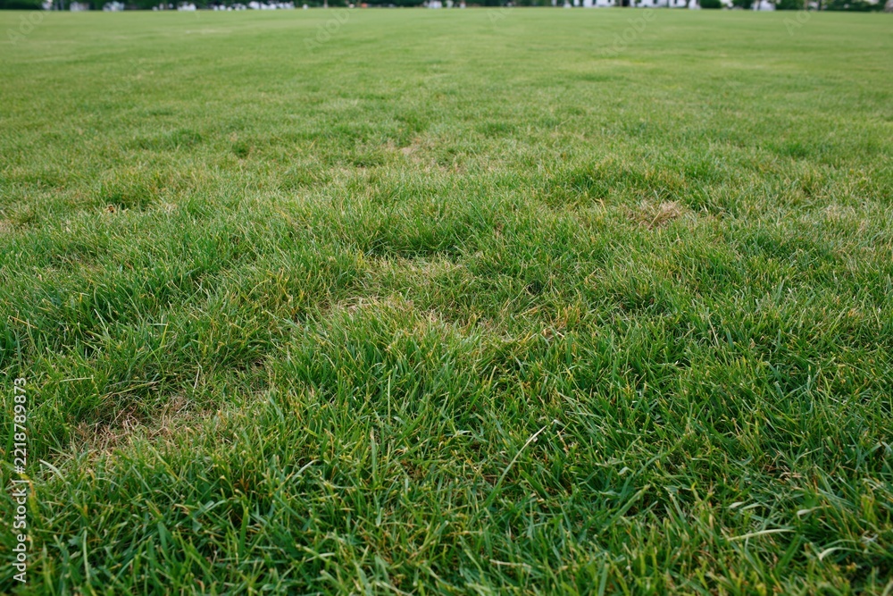 Naklejka premium The Grass Field in a Park Expansive Lush Green Lawn