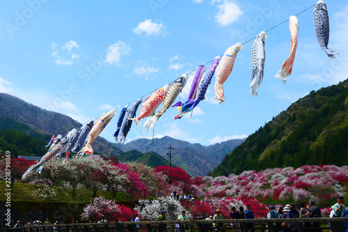 満開を迎えた花桃の里。阿智、長野、日本。4月下旬。