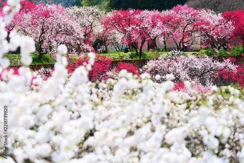 満開を迎えた花桃の里。阿智、長野、日本。4月下旬。