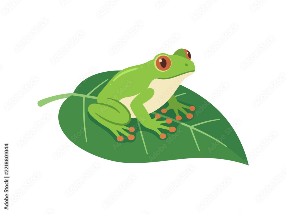 Fototapeta premium Green tree frog resting on a large leaf