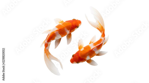 Two orange and white koi fish swimming in a yin yang formation, symbolising balance and harmony, isolated on transparent background