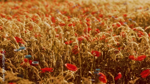 Golden wheat and bright red poppies fill the fields as soft sunlight bathes the landscape. Nature reveals its beauty in this picturesque setting during a serene afternoon.
