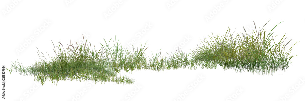 Fototapeta premium grass isolated on white background/Sharp high-resolution green grass meadow isolated on a white background.