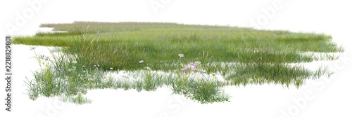 Sharp green meadow grass with delicate wildflowers, isolated on white background.