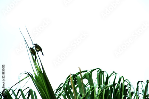 Flower and Plantation