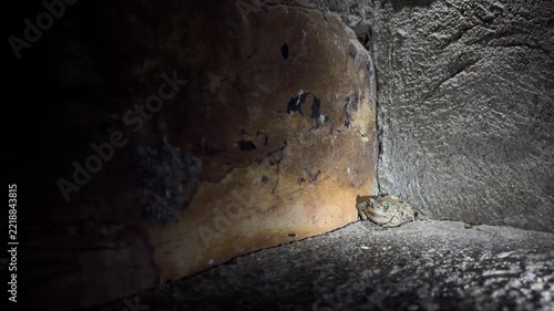 Nocturnal Toad Ambush Hunting Ant by Stone Wall