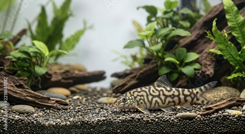 Freshwater loach fish resting on aquarium gravel. Aquarium habitat and fishkeeping