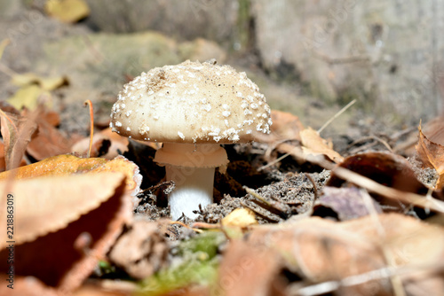 A poisonous fly agaric mushroom with a white cap grows among yellow fallen leaves.