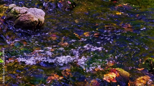 beautiful river in the green forest	