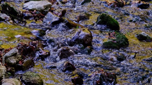 beautiful river in the green forest	
