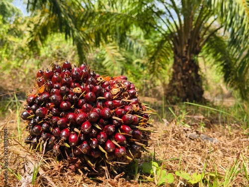 oil palm fruit after harvest