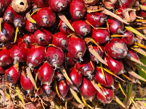 Oil palm fruit close up 
