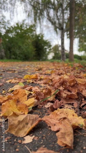 Autumn Leaves Falling on the Ground in a City Park in 4K 