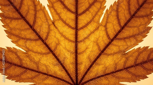 Golden maple leaf close up with intricate vein detail