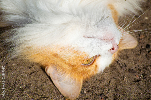 Fotografie Calico cat upside down closeup