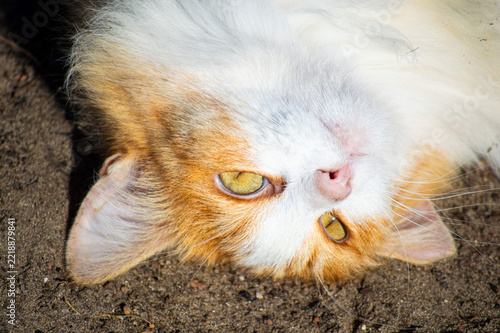 Fotografie Calico cat upside down closeup