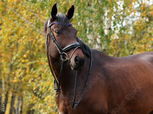 Thoroughbred race horse in nature autumn background