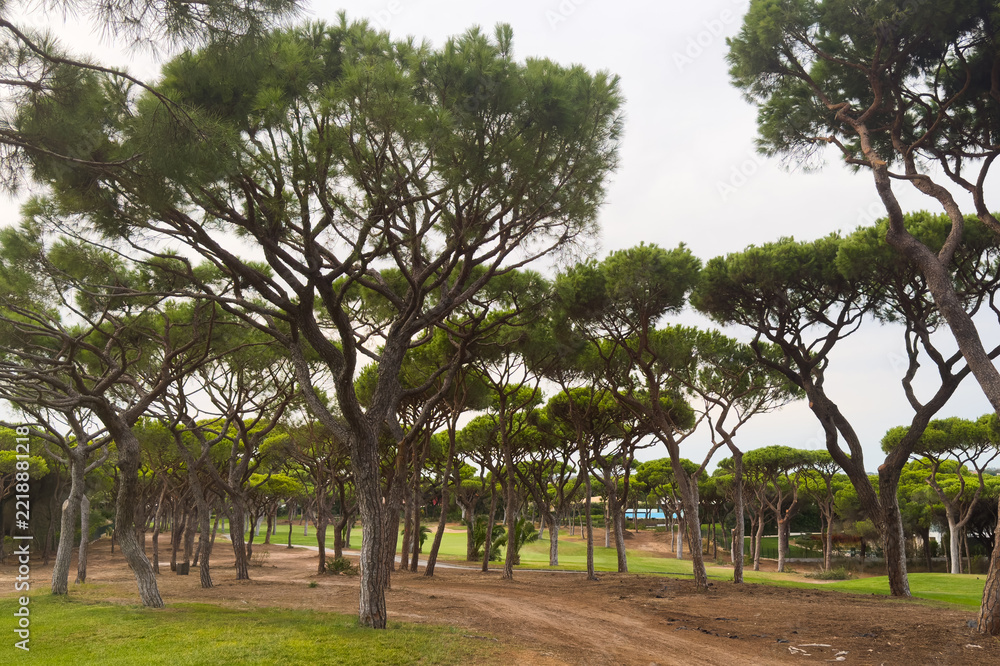 Naklejka premium Lush green golf course fairway with scattered trees under 