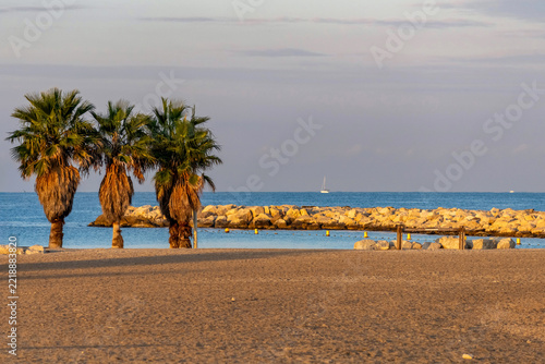 Palmiers au bord de mer