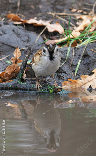 Eurasian Tree Sparrow (Passer montanus) drinking water from a small stream in a forest during October.