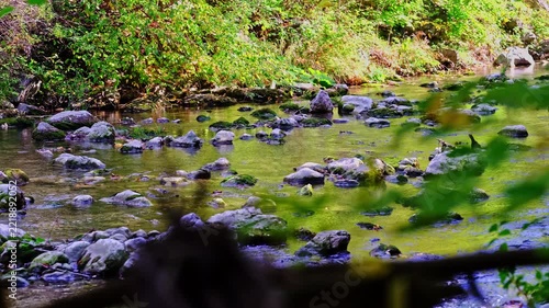 beautiful river in the green forest	