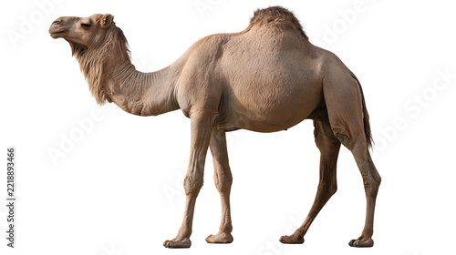 Full body side profile of a single humped dromedary camel standing